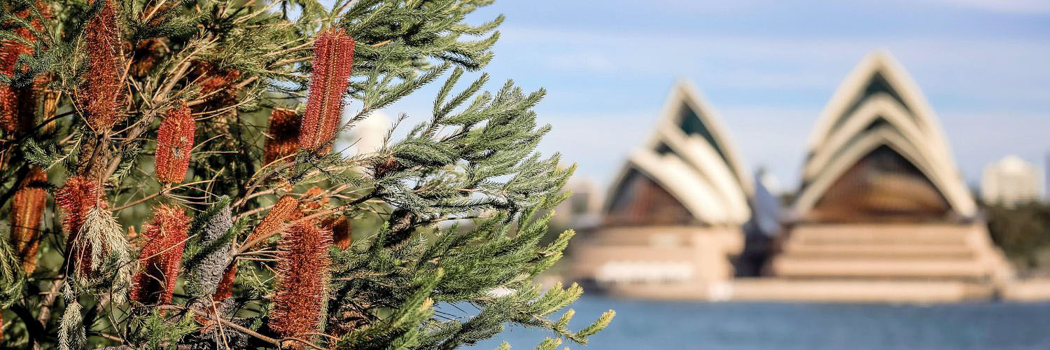 View of Sydney Opera house from Dr Mary Booth Reserve, Kirribilli, Sydney. Credit: NSW Department of Planning and Environment / Salty Dingo
