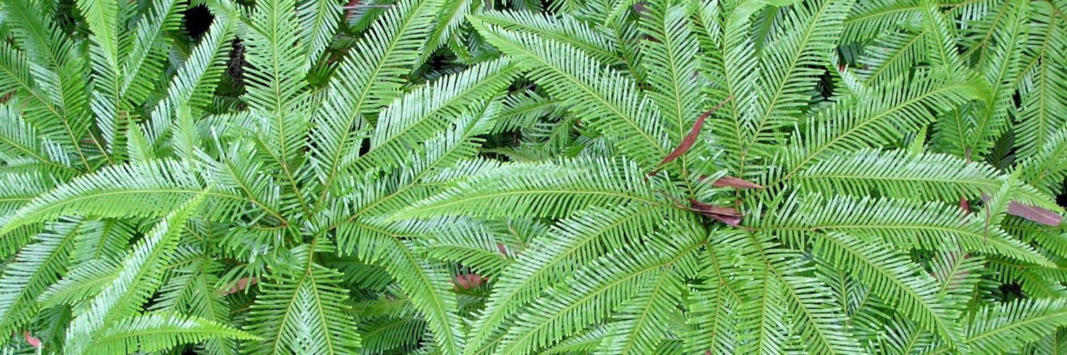 Close-up of native fern.