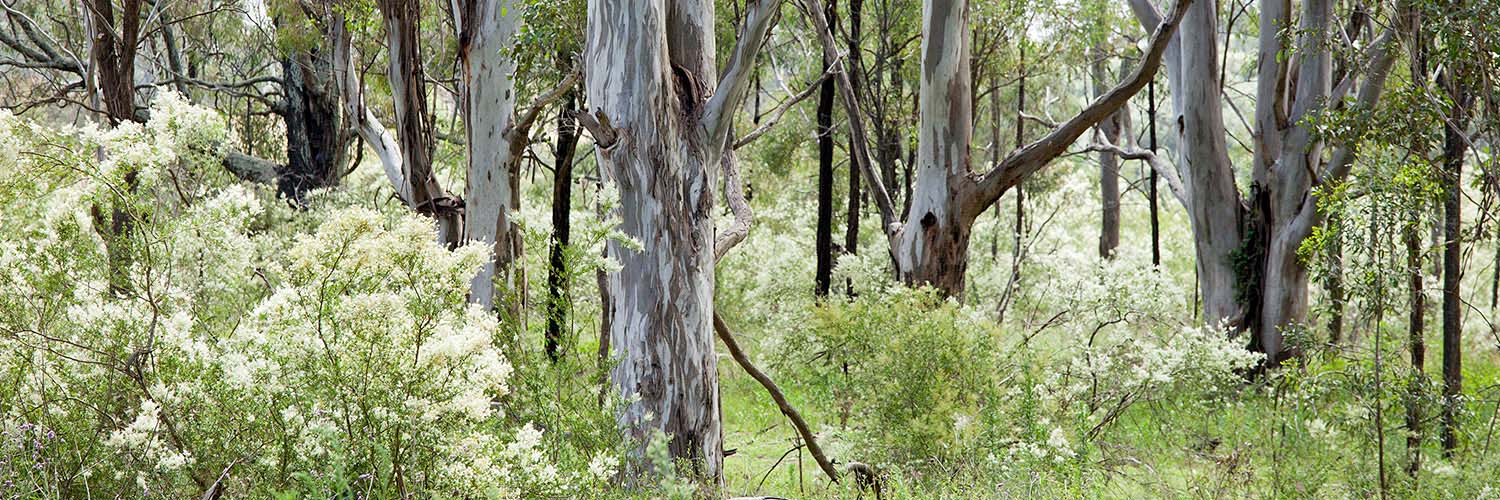 Dense bushland with older trees and wildflowers.