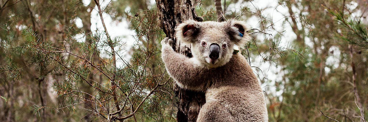 Koala in tree, Wollondilly Koala Project. Credit: Bear Hunt Photography / Save Our Species program
