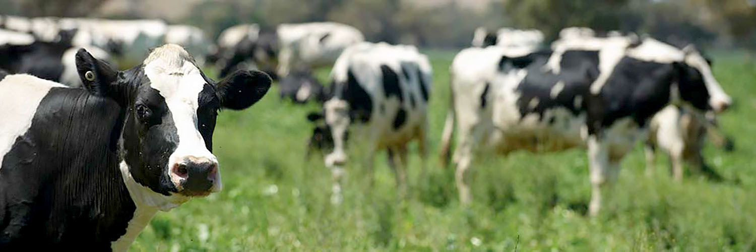 Herd of cows in a field.