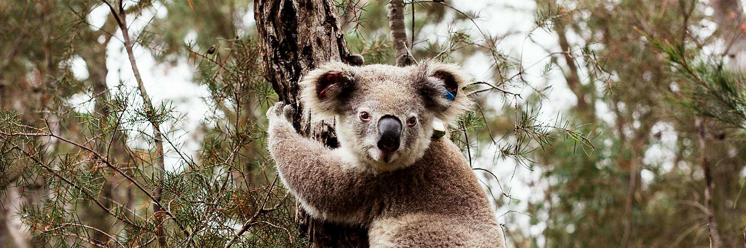 Koala in tree, Wollondilly Koala Project. Credit: Bear Hunt Photography / Save Our Species program