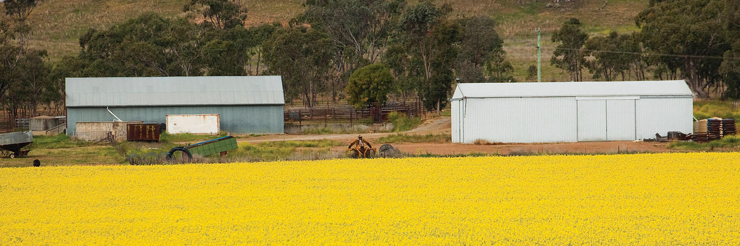 Canola fields in Gunnedah, NSW. Credit: NSW Department of Planning and Environment / Neil Fenelon