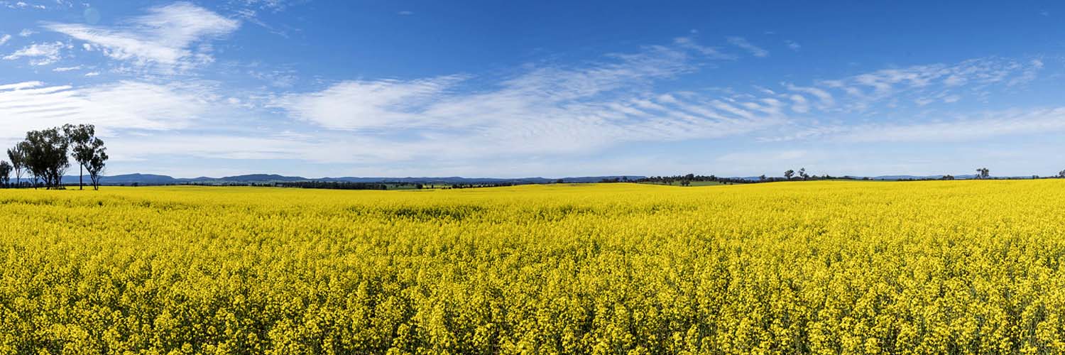 Fields of canola growing at a farm in Parkes. Credit: Destination NSW
