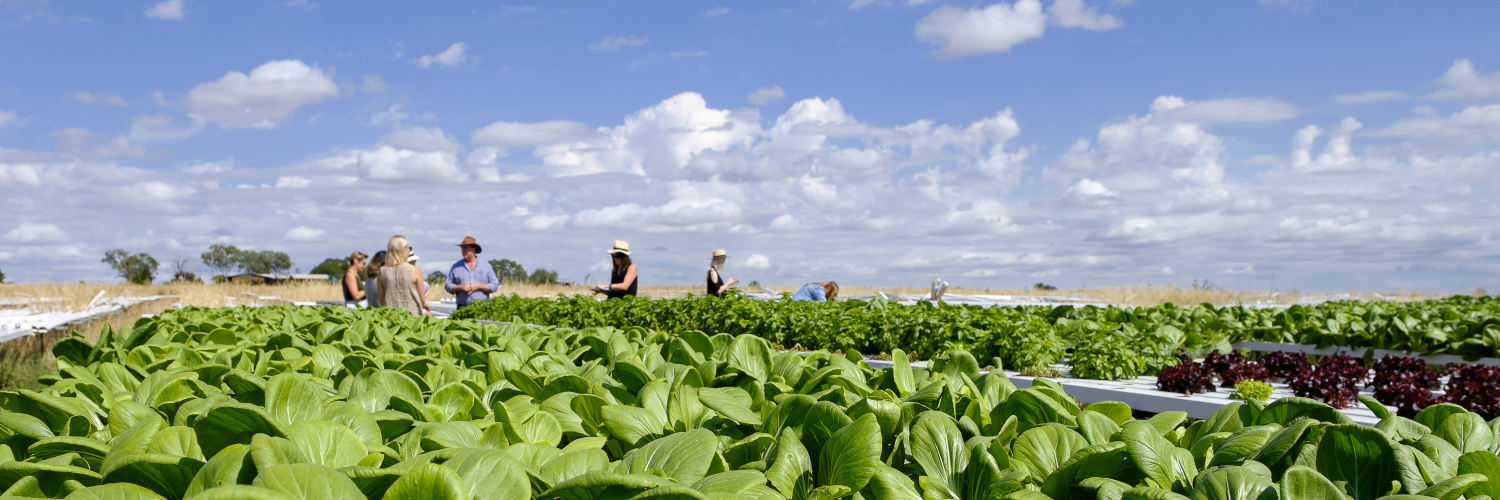 Hydroponically grown Asian greens at Paradise Fresh, Tamworth. Credit: Destination NSW