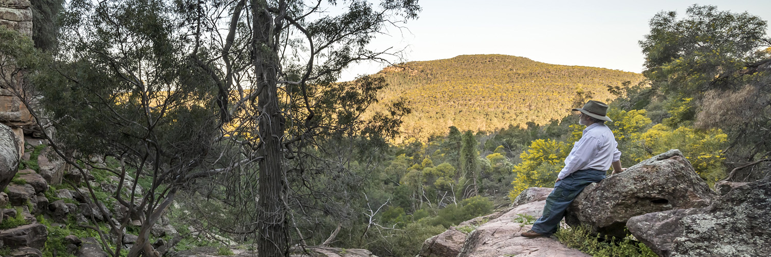 Spring Hill Picnic Area and walking track conserving an important area of native vegetation Cocoparra National Park Wiradjuri Aboriginal Country. Credit: John Spencer/DPE