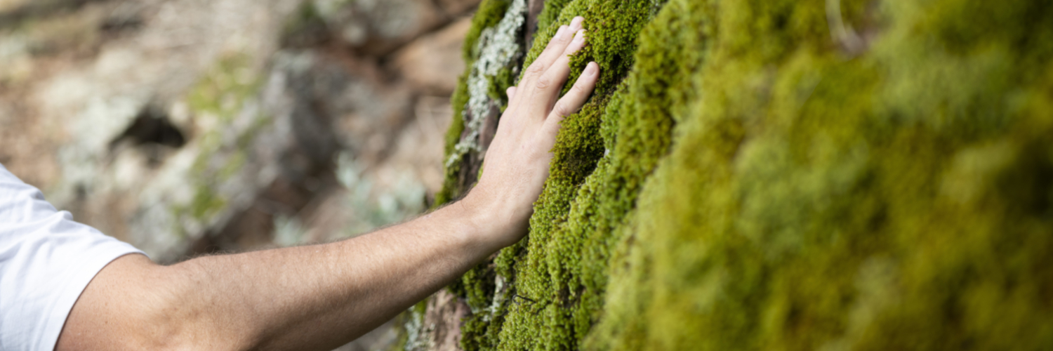 Moss covered rocks at The Rock Nature Reserve - Kengal Aboriginal Place, located between the town of Lockhart and the city of Wagga Wagga. Credit: Destination NSW
