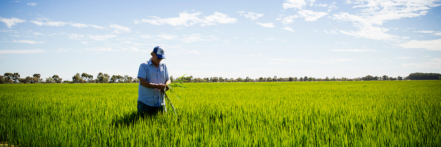 Local rice grower checking produce in a rice field in Deniliquin. Credit: Destination NSW