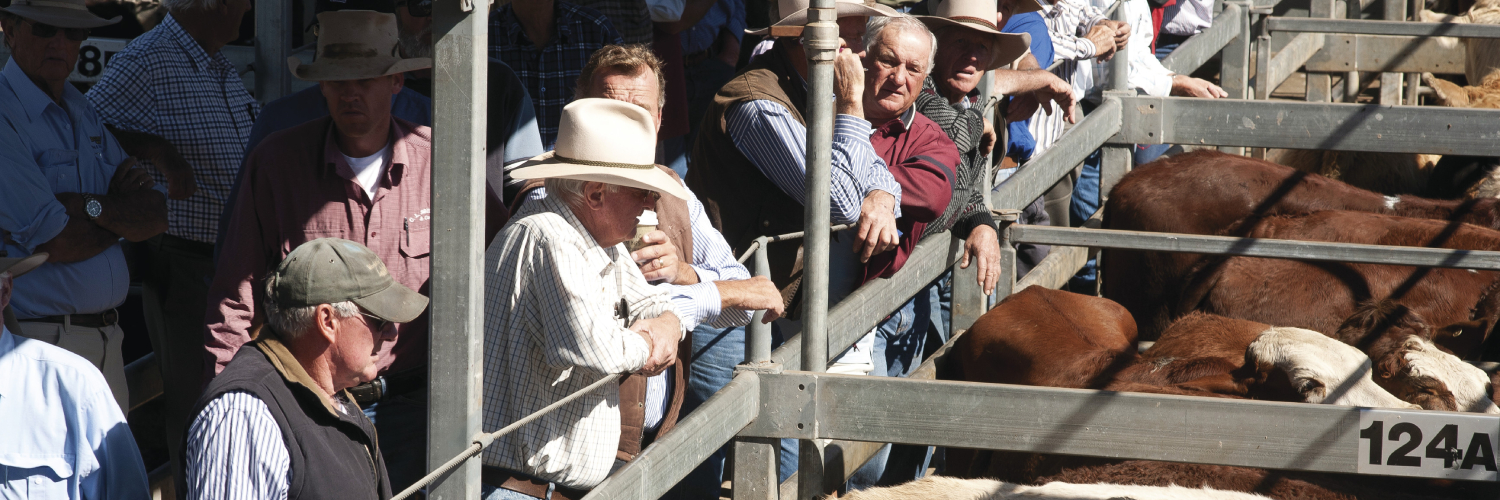 Spectators at the Casino Livestock Saleyard. Casino near Lismore, NSW. Credit: NSW Department of Planning and Environment / Don Fuchs