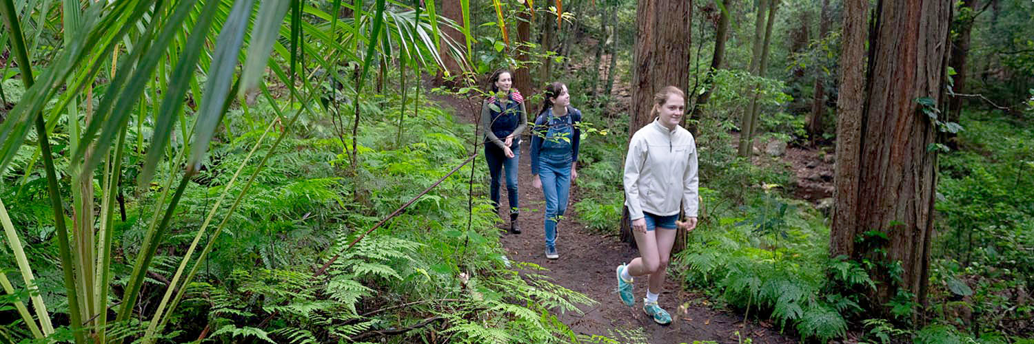 Group of people walking through a rainforest in the Illawarra-Shoalhaven region.