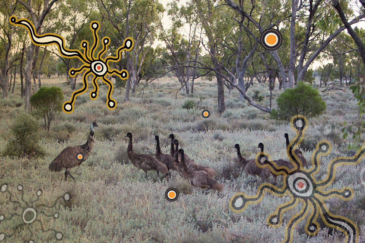 A family of emus near Lightning Ridge, NSW. Credit: NSW Department of Planning and Environment / Quentin Jones