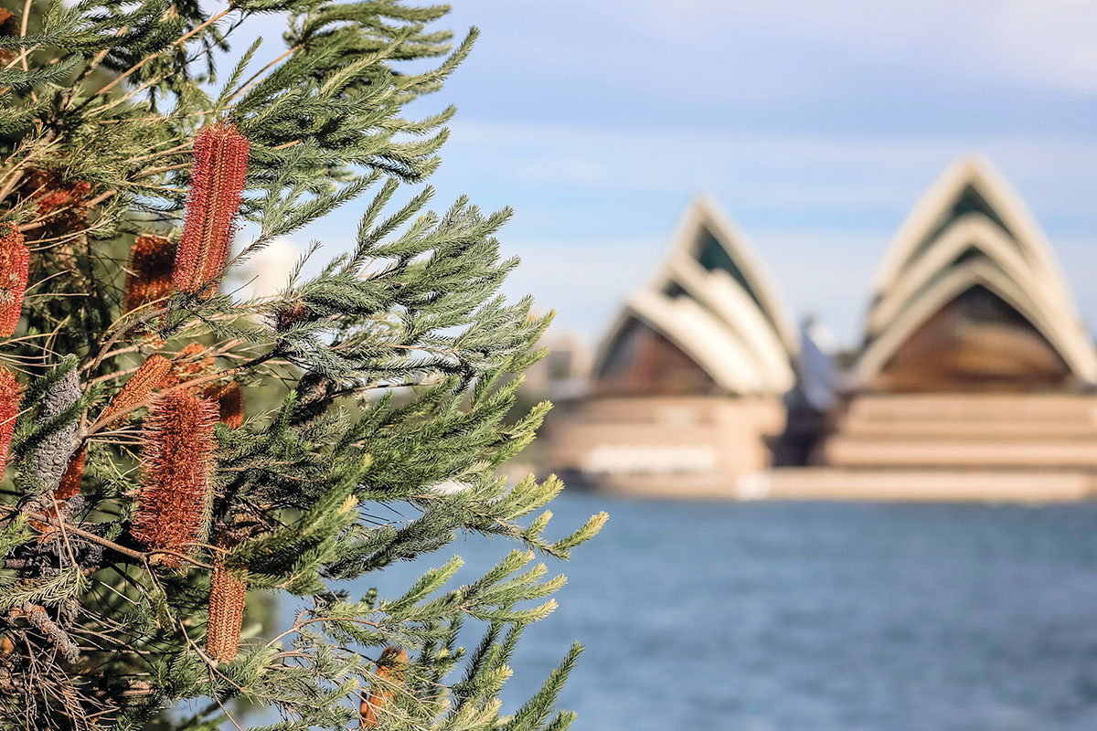 View of Sydney Opera house from Dr Mary Booth Reserve, Kirribilli, Sydney. Credit: NSW Department of Planning and Environment / Salty Dingo