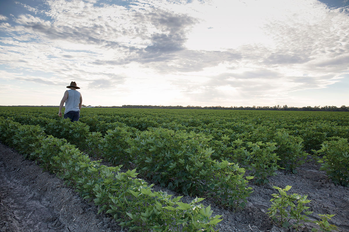 A farmer in a cotton field before cotton crop, Gwydir Highway near Collarenebri, NSW. Credit: NSW Department of Planning and Environment / Quentin Jones
