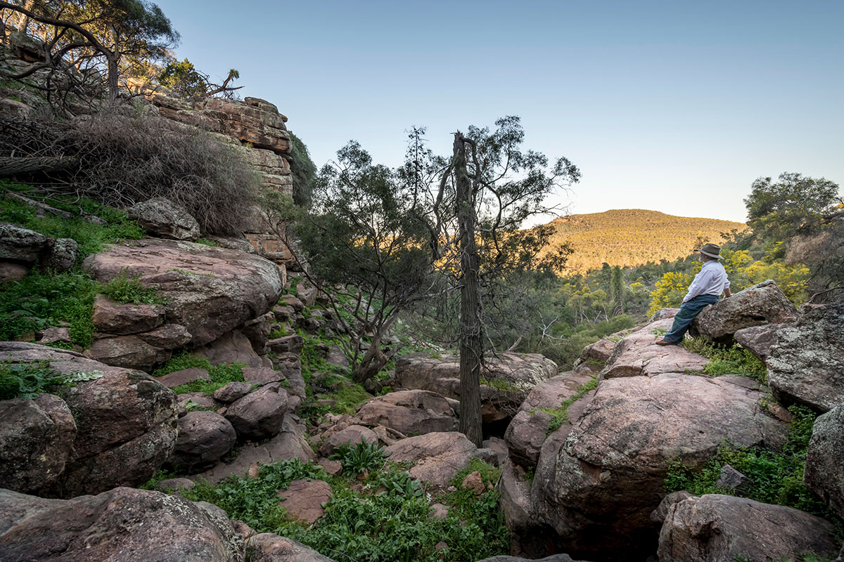 Spring Hill Picnic Area and walking track conserving an important area of native vegetation Cocoparra National Park Wiradjuri Aboriginal Country. Credit: John Spencer/DPE