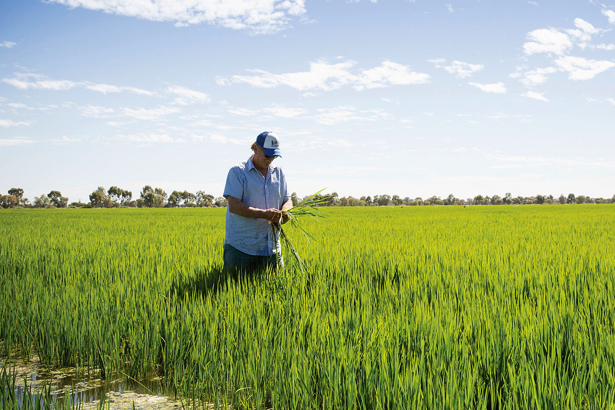 Local rice grower checking produce in a rice field in Deniliquin. Credit: Destination NSW