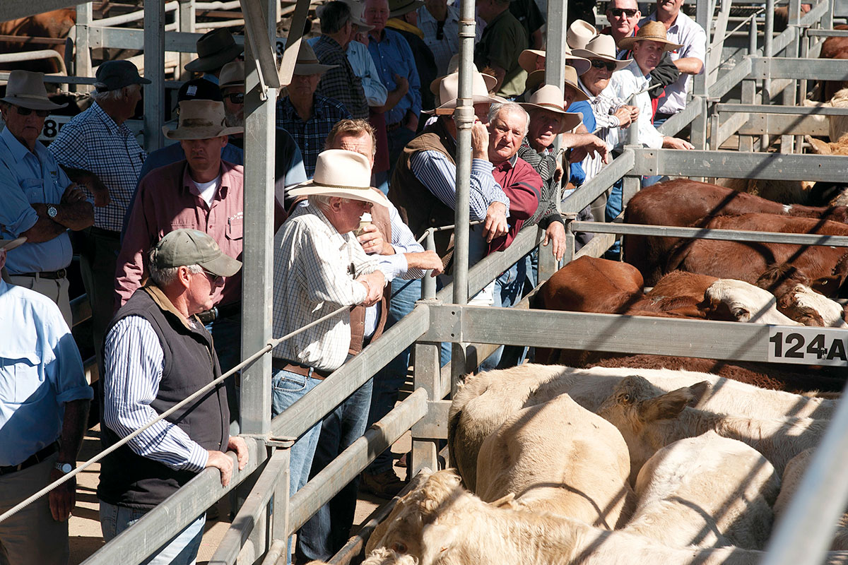 Spectators at the Casino Livestock Saleyard. Casino near Lismore, NSW. Credit: NSW Department of Planning and Environment / Don Fuchs