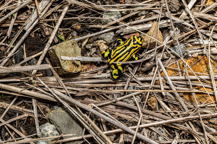 Newly released corroboree frog