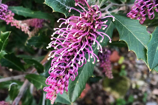 Tumut grevillea flower