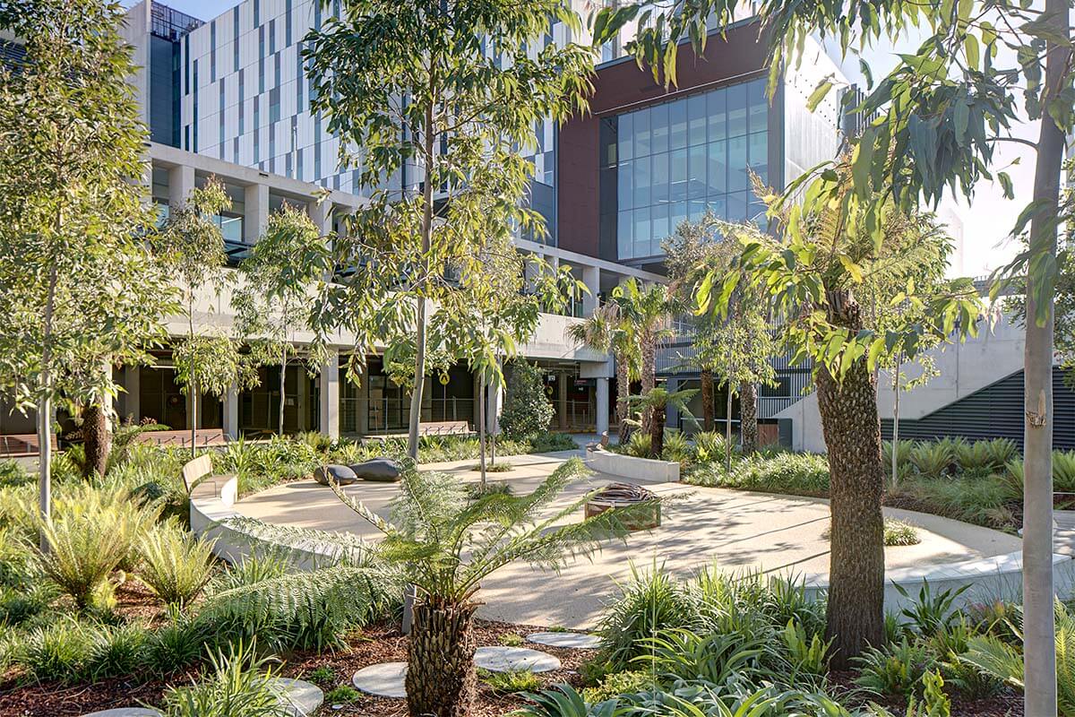 Green space at Westmead Hospital. Credit: Brett Boardman / Government Architect NSW