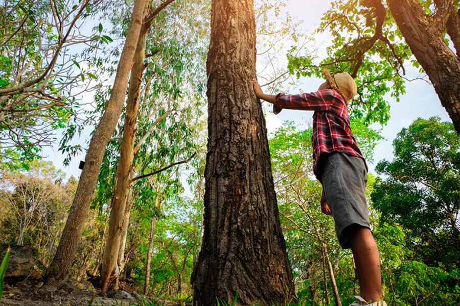 Child surrounded by trees. No image credit.