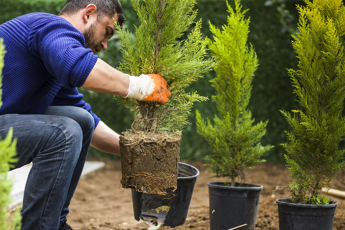 Man planting a tree. No image credit.