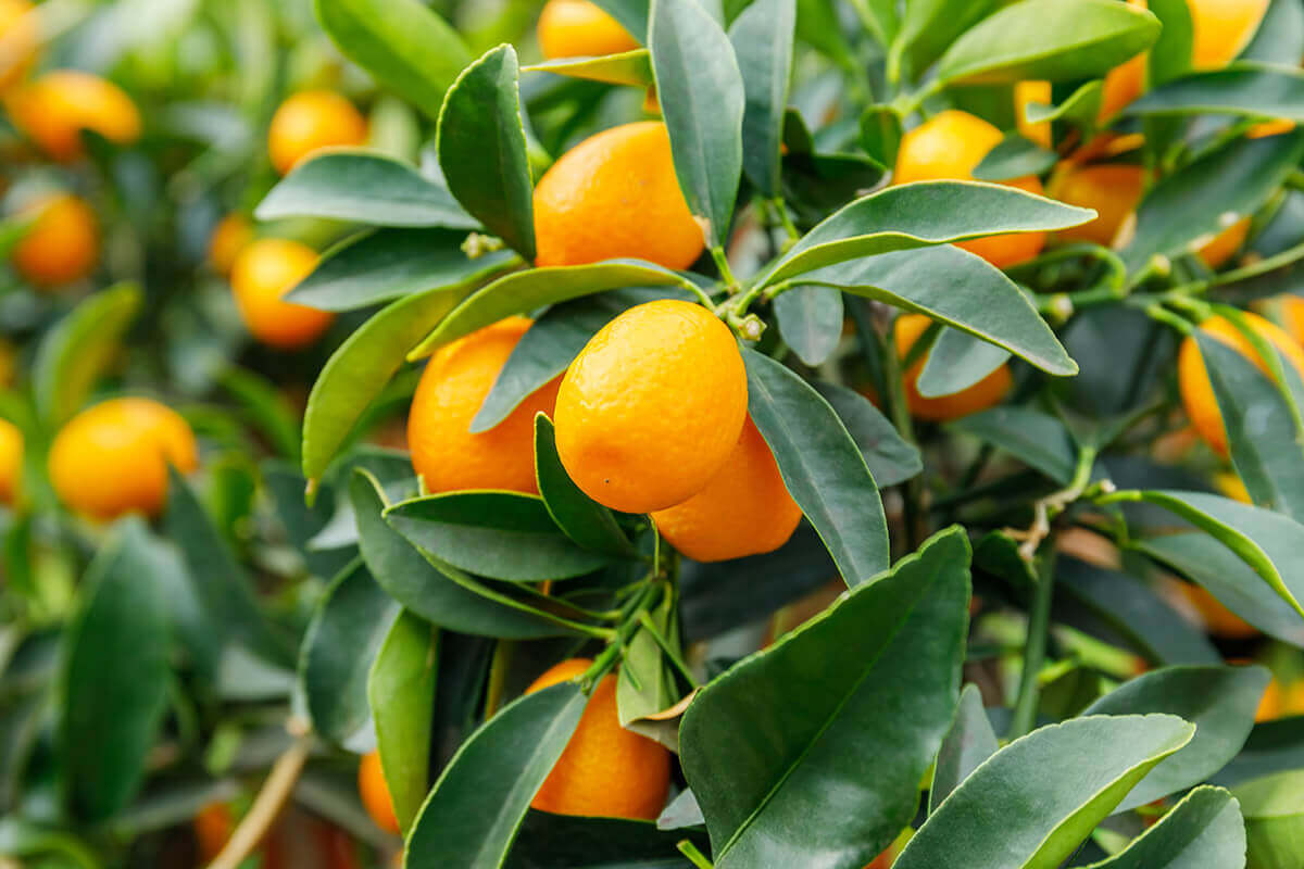 An orange fruit tree. No image credit.