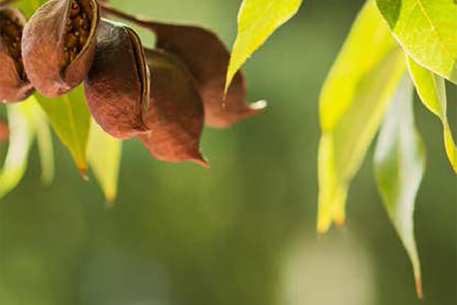 Close up of tree and leaves. No image credit.