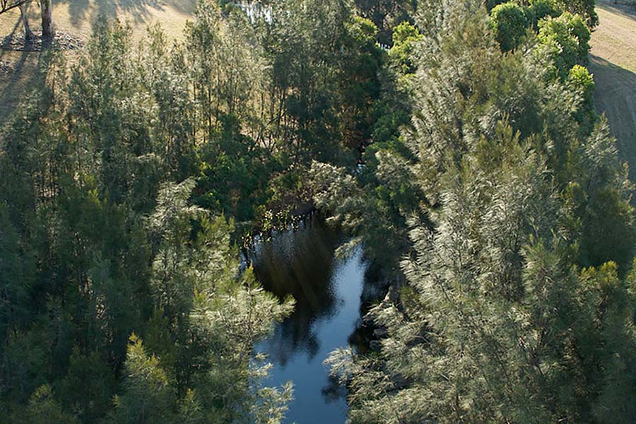 Multifunctionality: Completed in 2001, the Clear Paddock Creek restoration area now appears close to an original natural state. Vegetation growth has rebuilt an urban wildlife habitat. Credit: Ian Hobbs