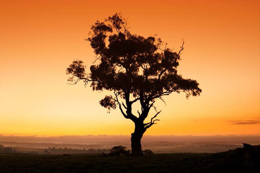 View of tree within a sunset backdrop. Image credit: Nikita Ridgeway