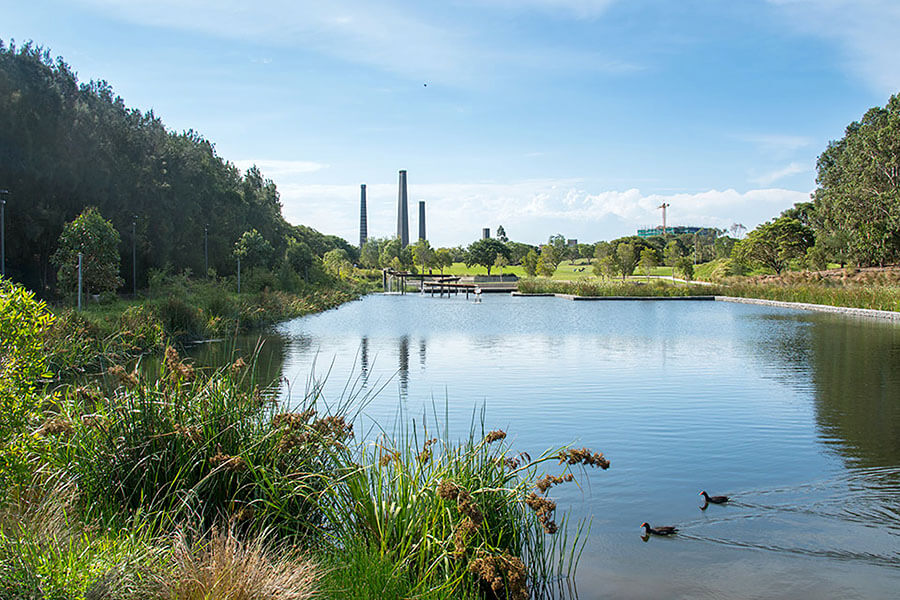 Multifunctionality: The park provides habitat for urban wildlife, including wetland birds. Credit: Ethan Rohloff