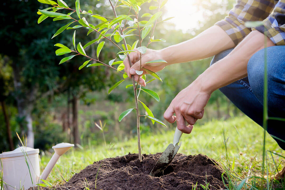 Close up view of person planting a tree. No image credit.