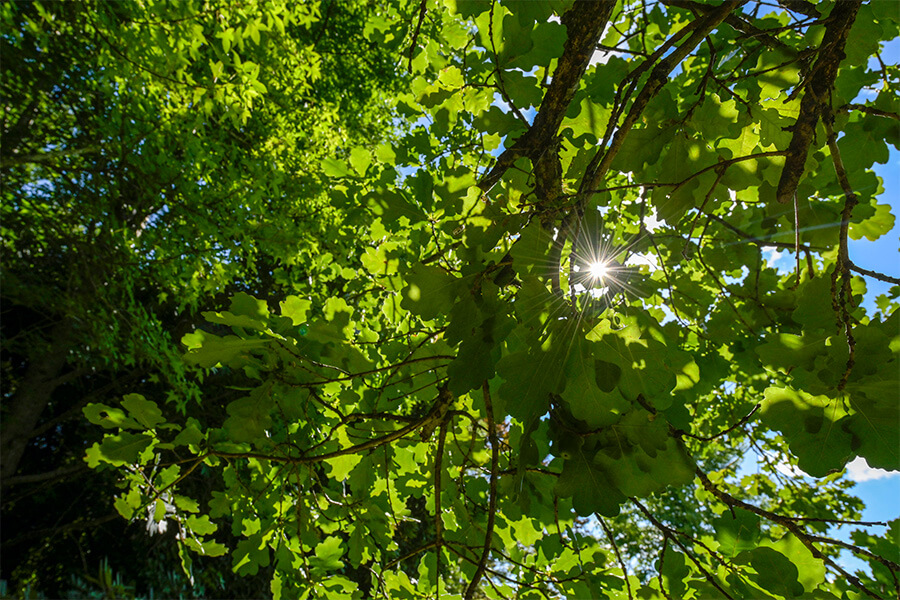 View of tree and sun light shining through. No image credit.
