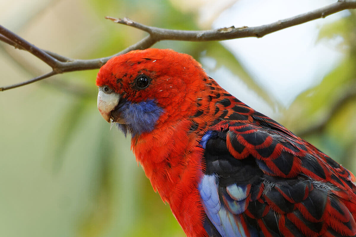 Up close view of a parrot. No image credit.
