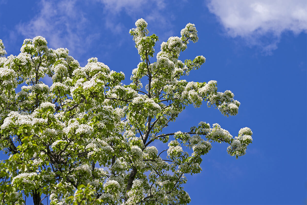 Flowering ussurian pear against the blue sky. No image credit.
