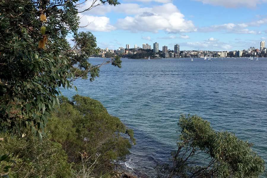 Part of the city of Sydney skyline as seen from Sydney Harbour National Park. Credit: Chloe Walsh