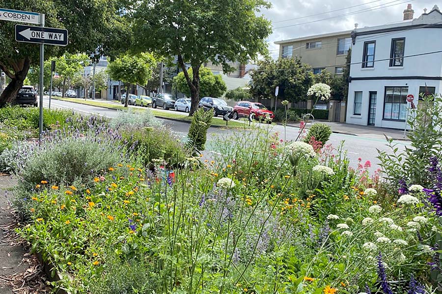A pollinator corridor with a variety of plants along a suburban street. Credit: Jon Hazelwood