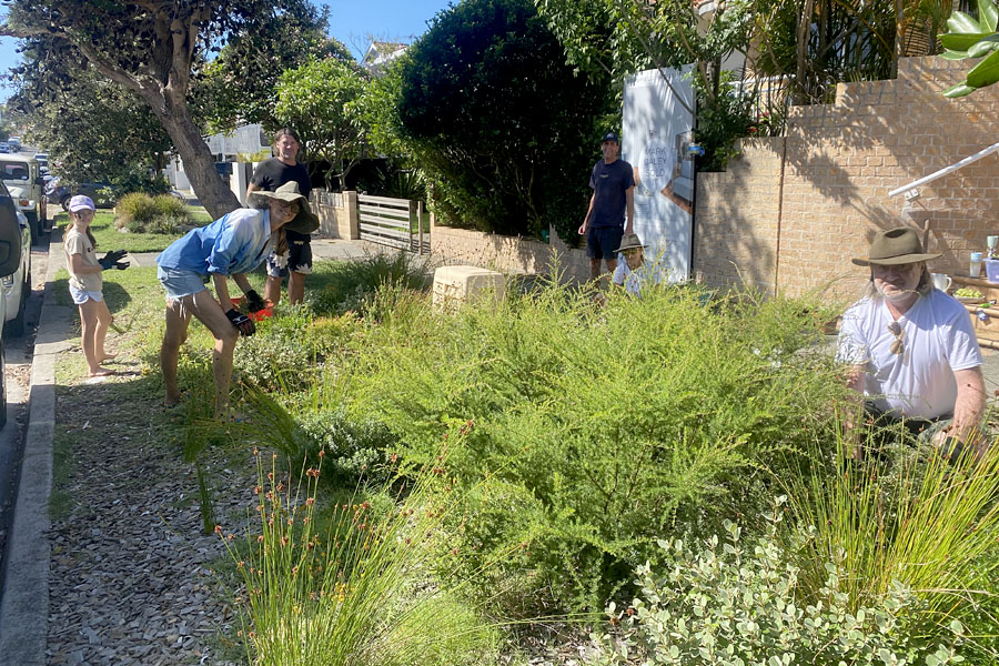 Rewild Bondi is a community-led initiative transforming nature strips along Brighton Boulevard into productive native gardens. Credit: Barbara Schaffer