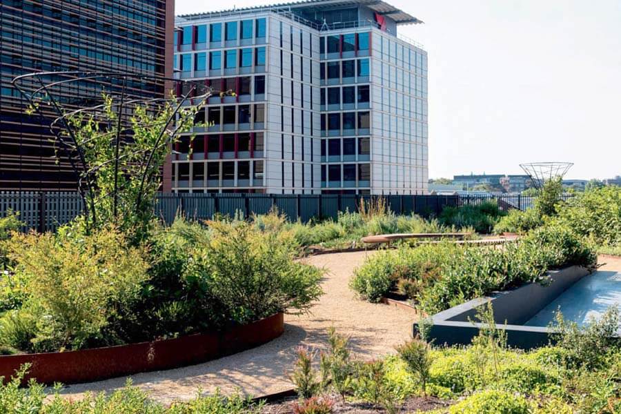 A native rooftop farm at South Eveleigh, NSW. Credit: Matt Mckay