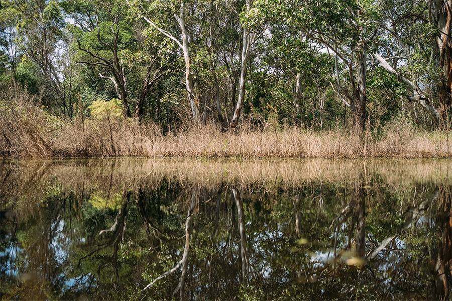 Trees reflected in the river and bush area within Cumberland Plain.