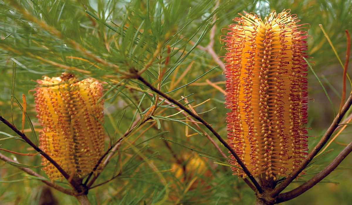 Close-up of the Heath-leaved Banksia plant (Banksia ericifolia) showing the details of the golden flower spikes.