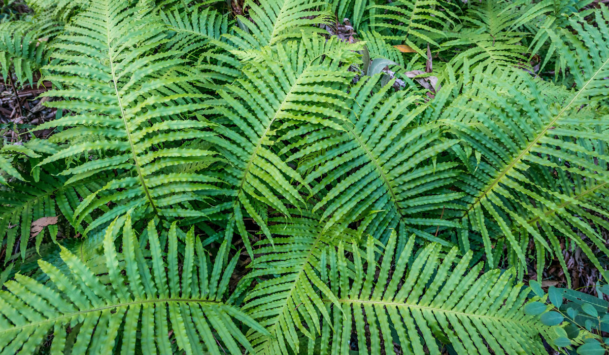 Close-up of the Silver Lady Fern (Blechnum) showing the details of the foliage.