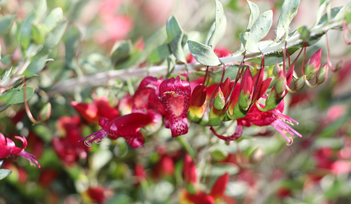 Close-up of the Emu Bush (Eremophila maculata) showing the details of the small red flowers.
