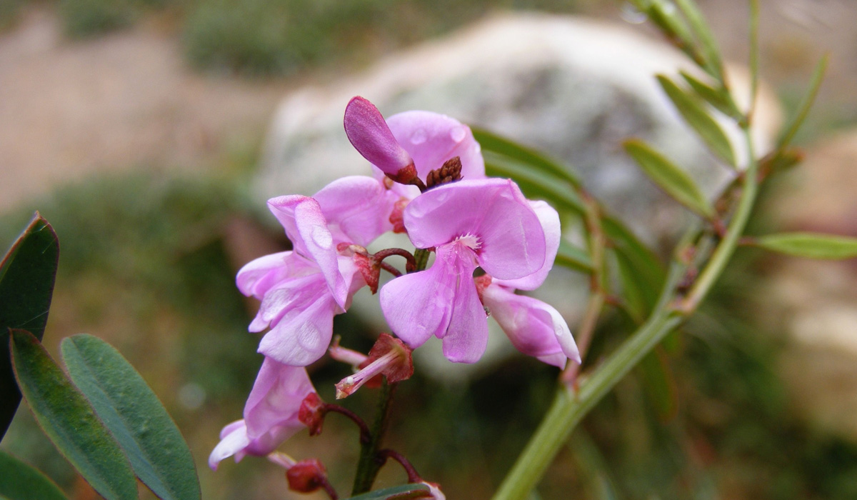 Close-up of the Austral Indigo plant (Indigofera australis) showing the details of the pink flowers.