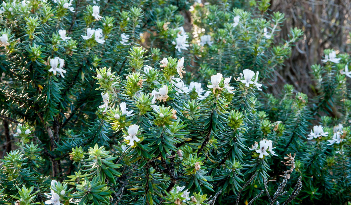 Close-up of the Coastal Rosemary plant (Westringia fruticosa) showing the details of the foliage and small white flowers.