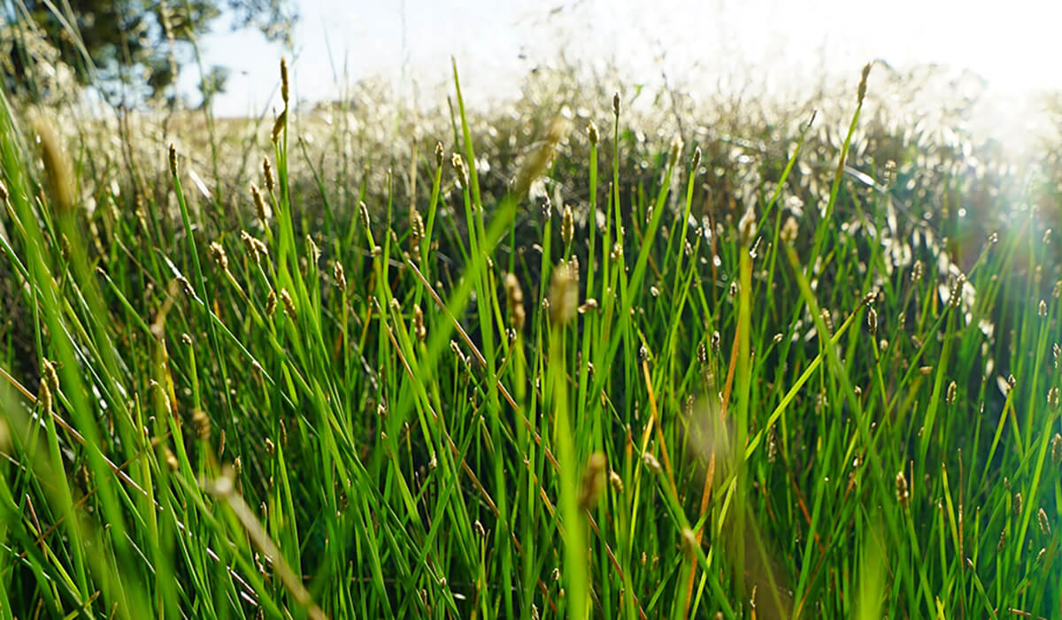 Close-up of the Common Rush plant (Juncus usitatus) showing the details of the grass-like stems.