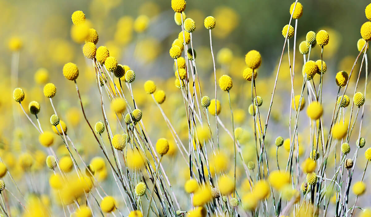 Close-up of the Billy Buttons plant (Pycnosorus Globosus) showing the details of the small yellow daisy-like flowers.