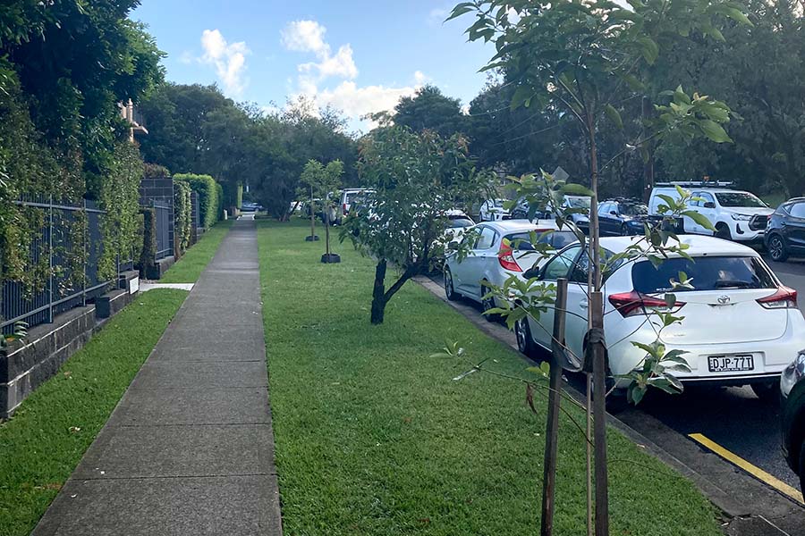 Canopy trees planted across the Brookvale and Roseberry Street industrial areas, and John Fisher Park in Curl Curl. Credit: Northern Beaches Council