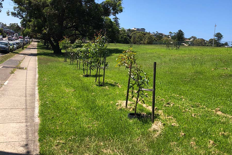 Canopy trees planted across the Brookvale and Roseberry Street industrial areas, and John Fisher Park in Curl Curl. Credit: Northern Beaches Council
