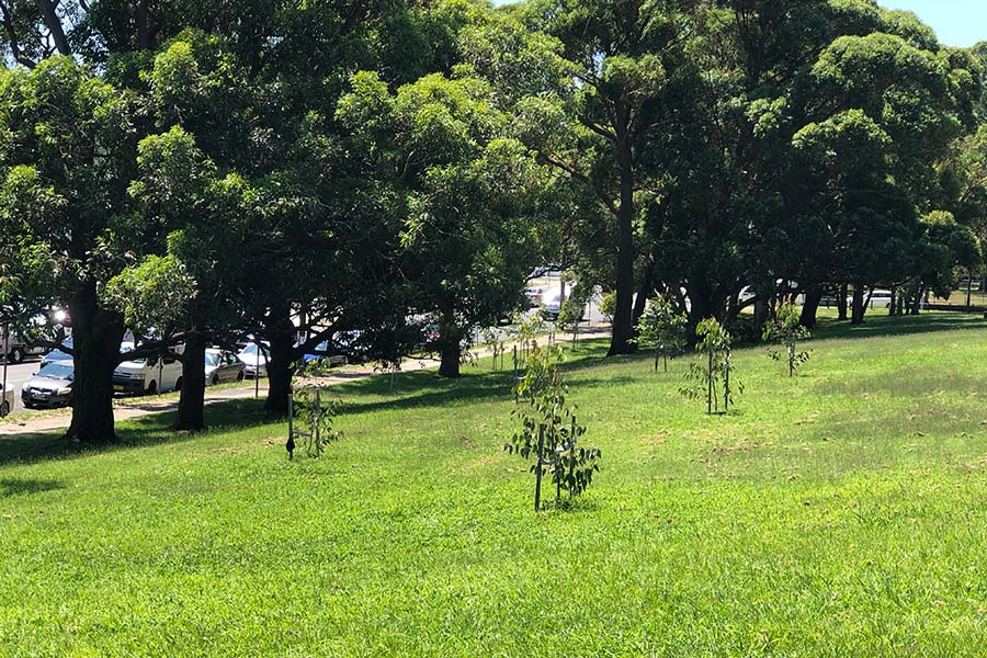Canopy trees planted across the Brookvale and Roseberry Street industrial areas, and John Fisher Park in Curl Curl. Credit: Northern Beaches Council