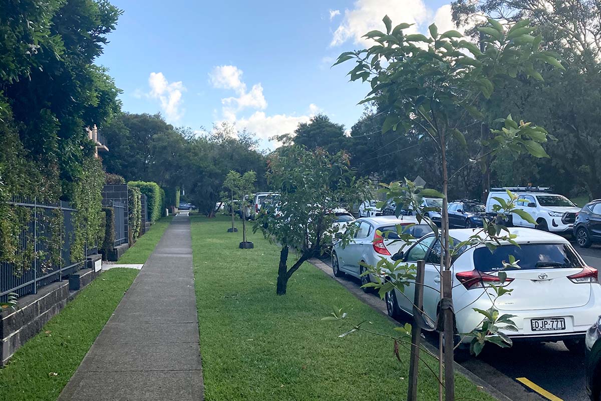 Canopy trees planted across the Brookvale and Roseberry Street industrial areas, and John Fisher Park in Curl Curl. Credit: Northern Beaches Council
